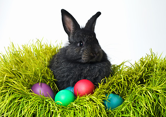 Image showing Easter, eggs and rabbit on grass in studio for celebration, kids fun and creative paint. Culture, tradition and bunny with chocolate, color and hunt on Good Friday, festive event or Christian holiday