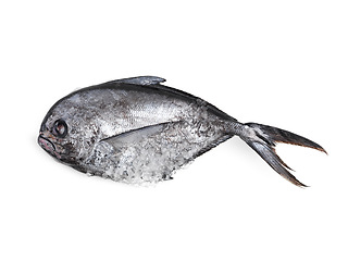 Image showing Fresh, fish and food in studio for nutrition with ice, protein and health ingredient for cooking and baking. Top view, produce and healthy meal with vitamins, omega 3 and natural on white background