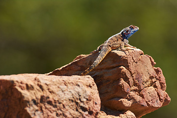 Image showing Nature, lizard and rock with sunshine, relax and desert with environment and countryside. Animal, outdoor and reptile with scales and natural with summer and dry with warm weather, ecology or species