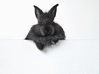 Image showing Rabbit, portrait and mockup space in studio for advertising information for market sales or promotion, poster and placard for design. Bunny, billboard and announcement with pet for easter holiday.