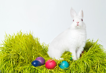 Image showing Easter, eggs and rabbit on nest of grass in studio space for celebration, fun and creative paint. Culture, tradition and bunny with chocolate, mockup and hunt on Good Friday, festive event or holiday