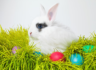 Image showing Easter, eggs and bunny on lawn in studio for celebration, green fun and creative paint. Culture, tradition and rabbit with chocolate, color and hunt on Good Friday, festive event or Christian holiday