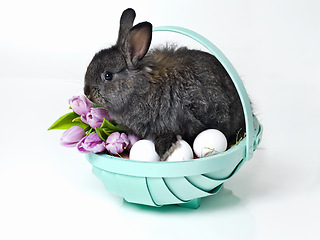 Image showing Easter, eggs and bunny in basket in studio for celebration, fun and flowers for festive event. Culture, tradition and rabbit with nest, gift and hunt on Good Friday, Christian holiday and animals.