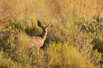 Image showing Deer, portrait and wildlife in natural habitat for conservation, ecosystem and environment for animals. Steenbok or buck, stand and herbivore in field in North America or nature for countryside.