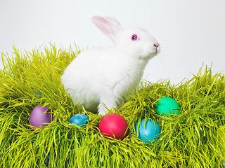 Image showing Easter, eggs and bunny on nest in studio for celebration, fun or creative paint on candy. Culture, tradition and rabbit on grass, chocolate and hunt on Good Friday, festive event or Christian holiday