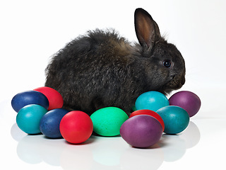 Image showing Easter, eggs and bunny on table in studio for celebration, kids fun and creative paint. Culture, tradition and rabbit with chocolate, color and hunt on Good Friday, festive event or Christian holiday