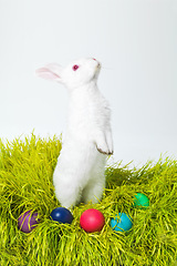 Image showing Easter, eggs and rabbit on nest in studio for celebration, festive and creative paint on candy. Culture, tradition and bunny with chocolate, grass and hunt on Good Friday, event or Christian holiday