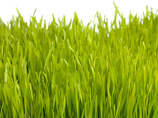 Image showing Nature, plant and grass on a white background for garden, meadow and park for growth, field and landscape. Agriculture, sustainability and isolated plants for environment, ecosystem and ecology