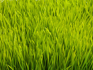 Image showing Nature, plant and closeup of grass for field, meadow and park for growth, gardening and landscape. Agriculture, natural background and isolated plants for farm environment, ecosystem and ecology