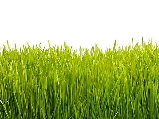 Image showing Nature, field and grass on a white background for landscape, meadow and park for growth. Agriculture, sustainability and isolated plants for gardening in environment, ecosystem and ecology in studio