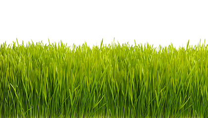 Image showing Nature, plant and grass on a white background for field, meadow and park for growth, gardening and landscape. Agriculture, sustainability and isolated plants for environment, ecosystem and ecology