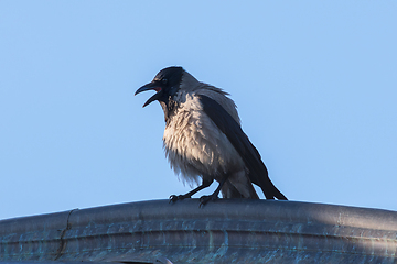 Image showing angry hooded crow on top of the roof