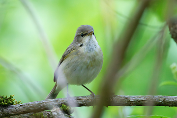 Image showing common chiffchaff hiding into the bushes