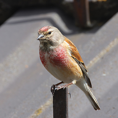 Image showing common linnet on top of a house roof