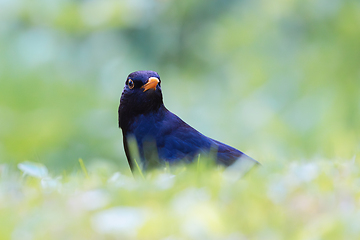 Image showing curious male common blackbird