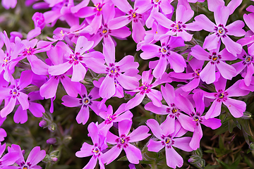 Image showing downy phlox pink flowers