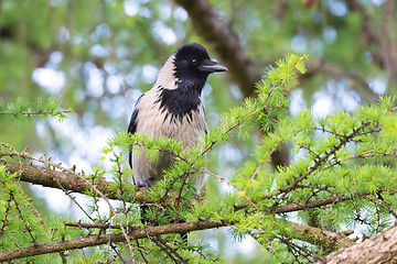 Image showing hooded crow perched in a larch tree