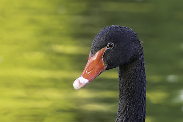 Image showing portrait of a black swan over colorful reflections on lake