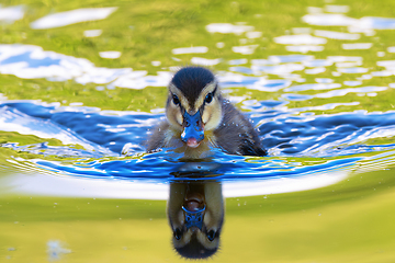 Image showing reflections of cute mallard duckling