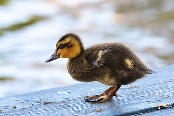 Image showing small newbord duckling closeup