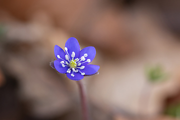 Image showing colorful Hepatica nobilis in bloom