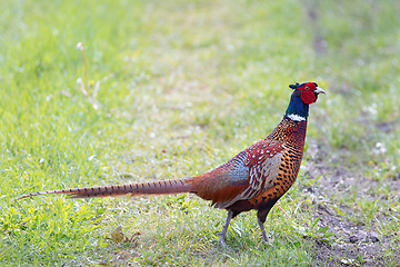 Image showing colorful pheasant rooster in natural habitat