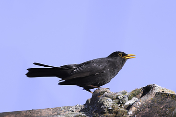 Image showing common blackbird on top of the house