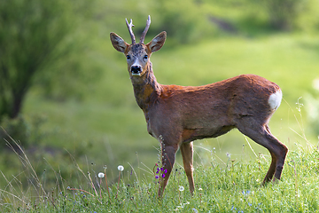 Image showing curious roe deer buck in natural habitat