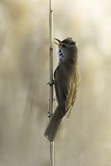 Image showing great reed warbler in natural habitat