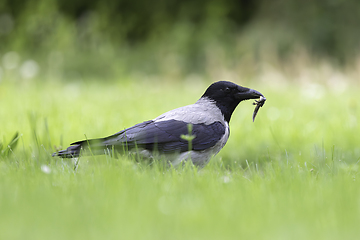 Image showing hungry hooded crow hunting for newts