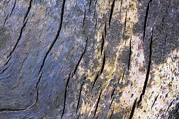 Image showing interesting natural wooden pattern