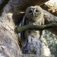 Image showing juvenile curious tawny owl