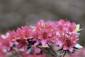 Image showing pink rhododendron flowers detail