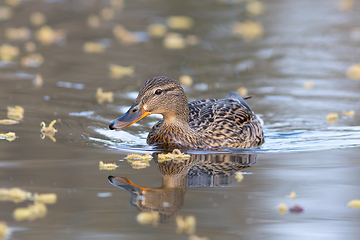 Image showing wild female mallard duck on pond