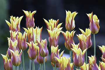 Image showing closeup of motley tulips in the garden