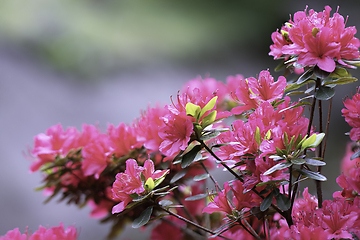 Image showing colorful rhododendron bush