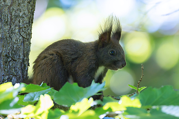 Image showing common european squirrel up in the tree