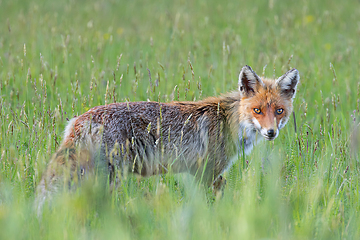 Image showing curious wild fox looking at the camera