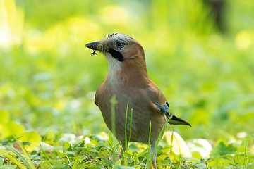 Image showing european common jay with material for nesting