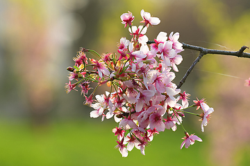 Image showing japanese cherry tree in full bloom