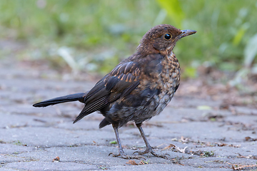 Image showing juvenile common blackbird on park alley