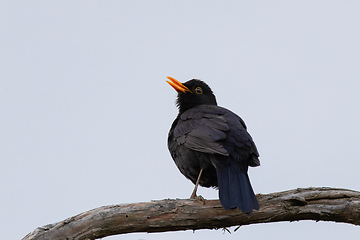 Image showing male blackbird singing in mating season