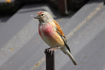 Image showing male common linnet close up