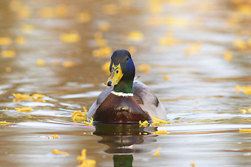 Image showing mallard duck swimming in beautiful light