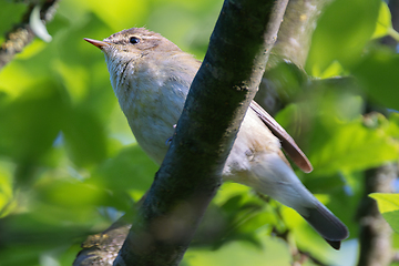 Image showing close up of male common chiffchaff