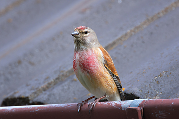 Image showing common linnet in urban area