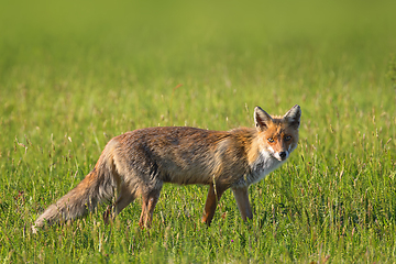 Image showing common red fox in the field