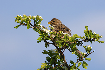 Image showing corn bunting up in a hawthorn