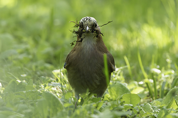 Image showing eurasian jay closeup in mating season