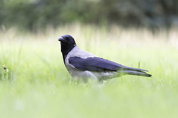 Image showing hooded crow looking at the camera on green lawn